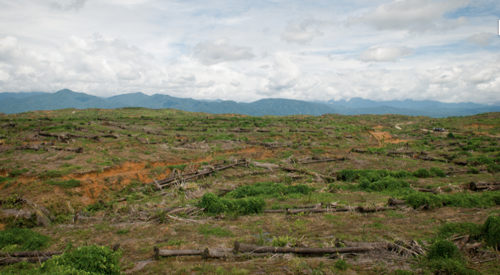 Photo of the remnants of cleared trees