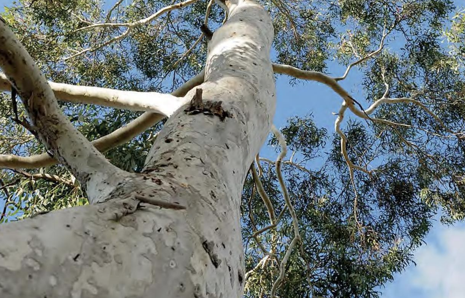 Photo of an aspen tree taken from the base looking towards the sky