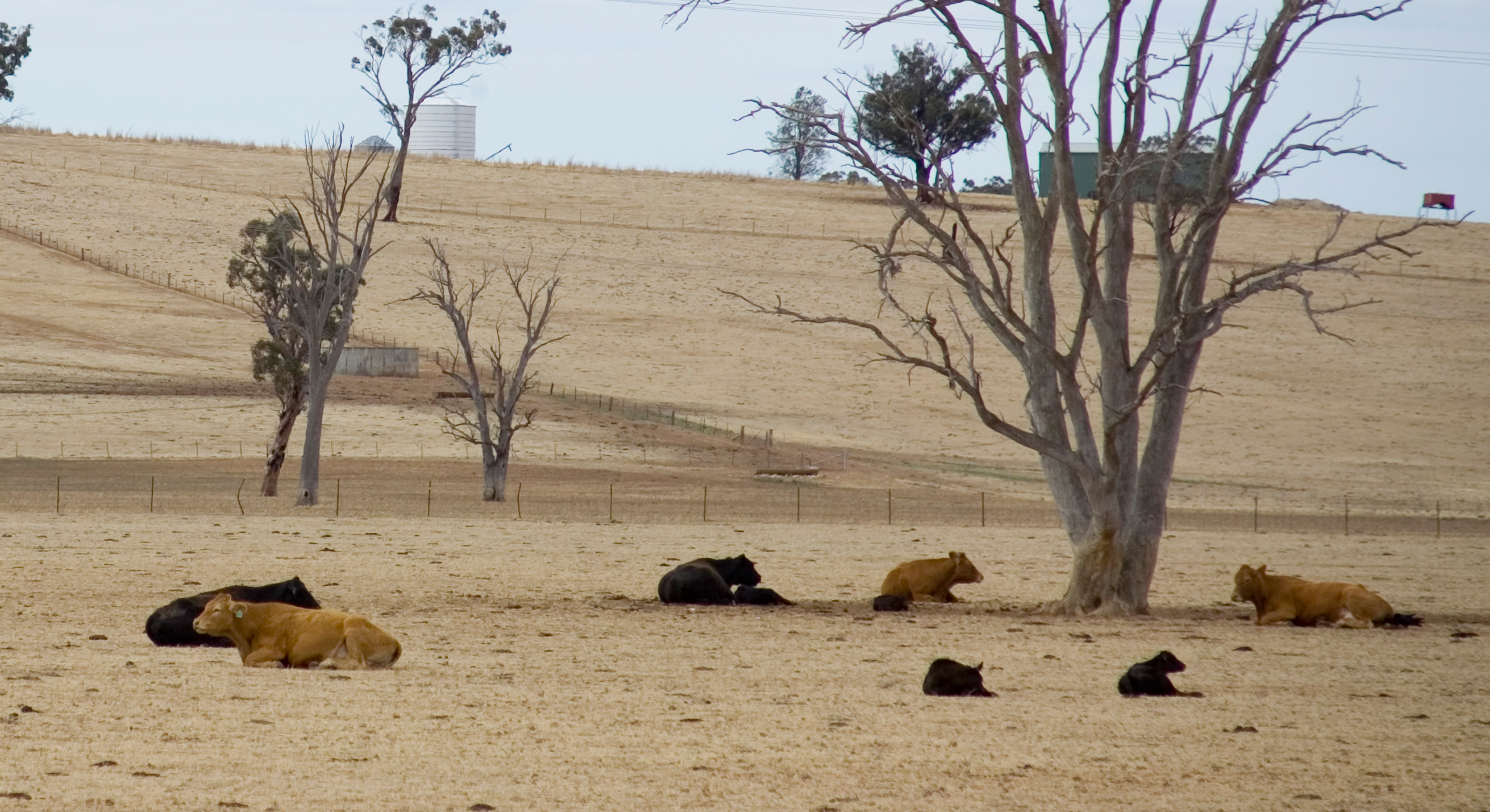 Photo of cows laying down on dirt and dead grass