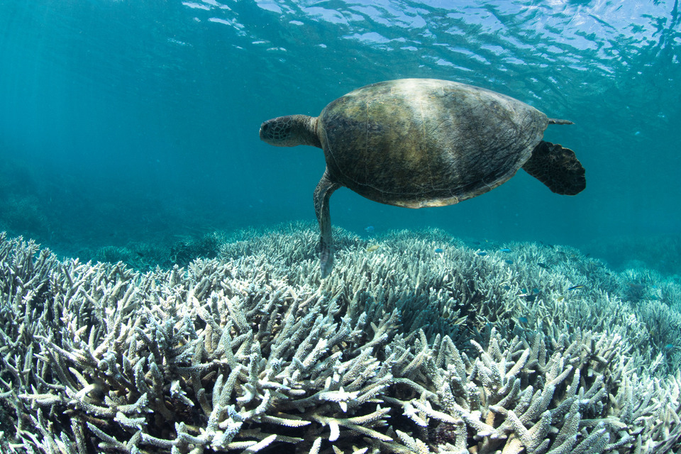 Photo of a turtle swimming over bleached coral