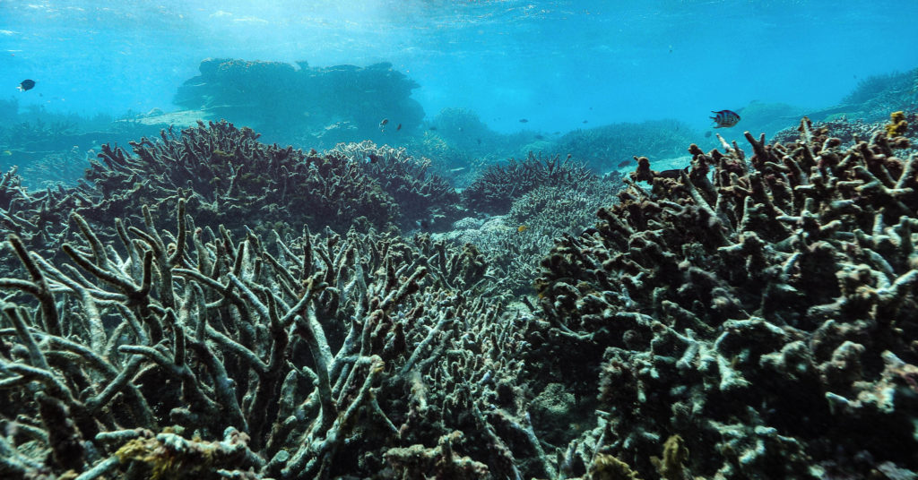 Photo of a bleached coral reed