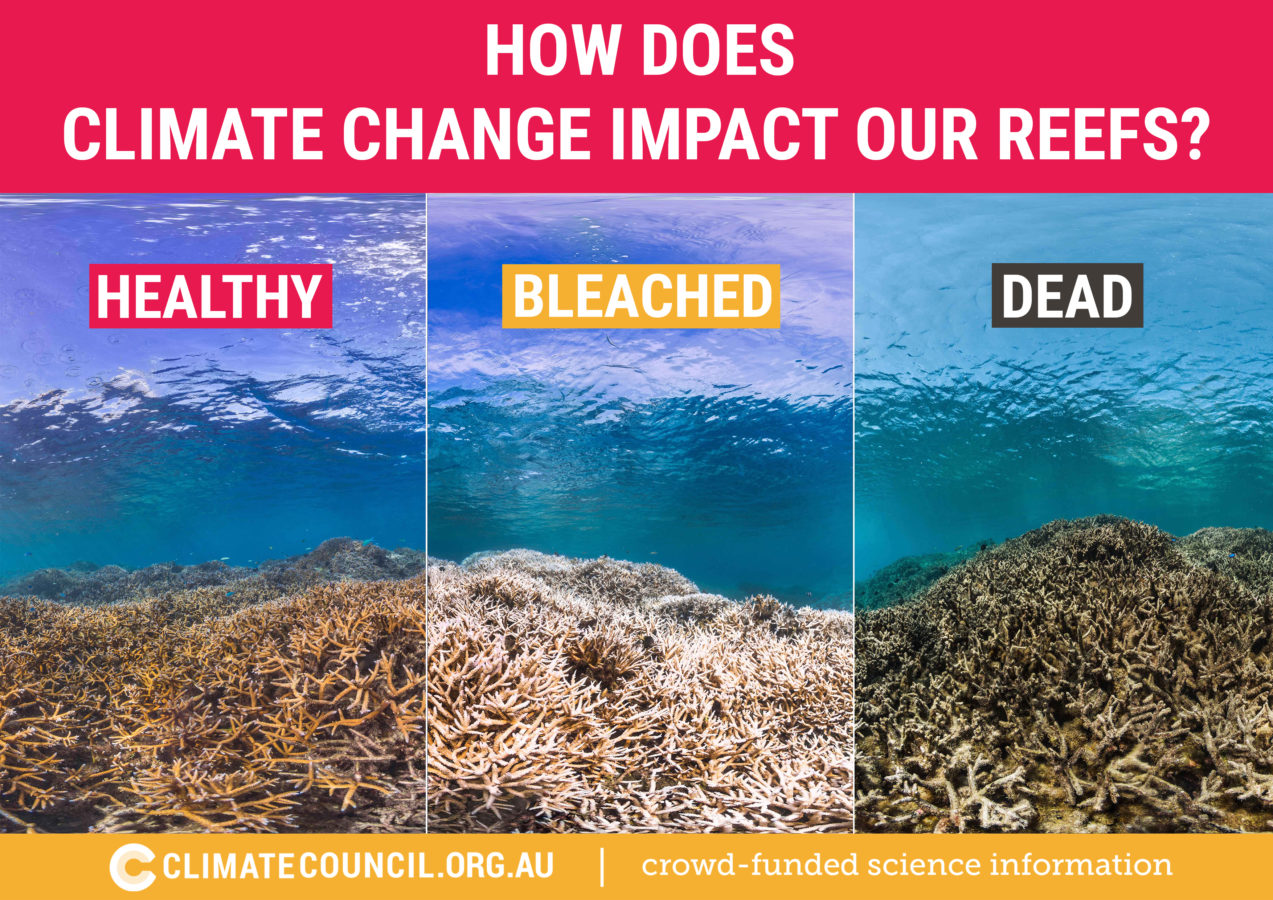 How does climate change impact our reefs? | Climate Council