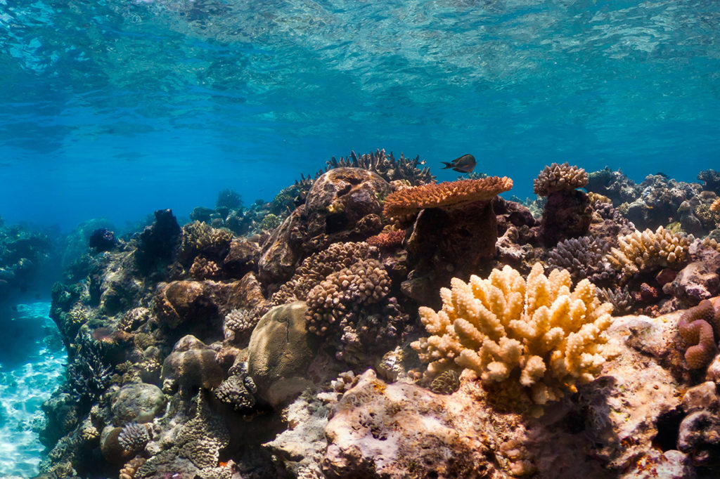 An underwater image of coral in Australia