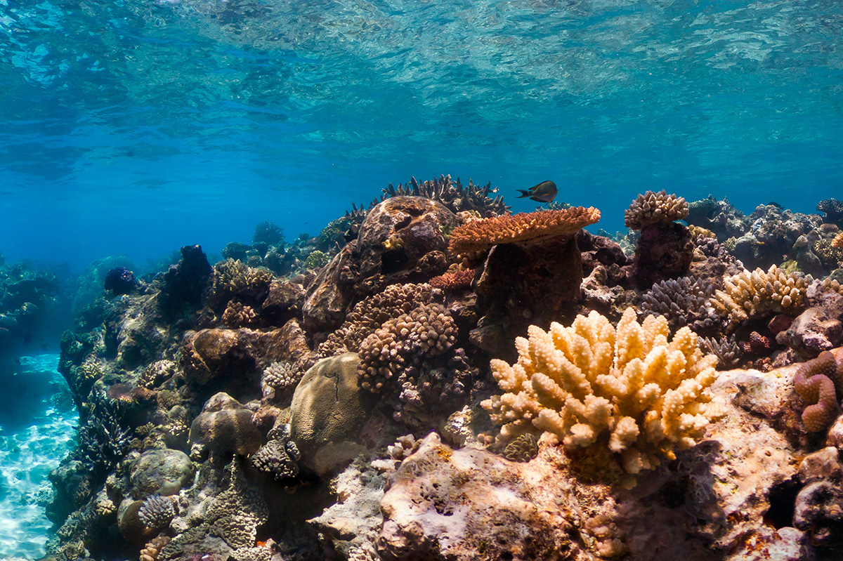 Clean Jobs Can Help Protect Reef | Media Release | Climate Council