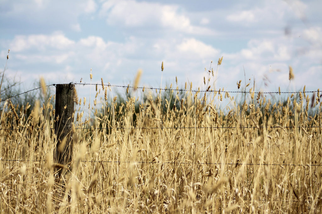 Dry wheat field with a barbed wire fence and blue sky