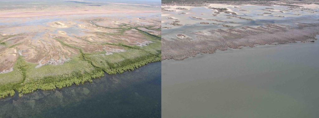 Before and after photo of a mangrove