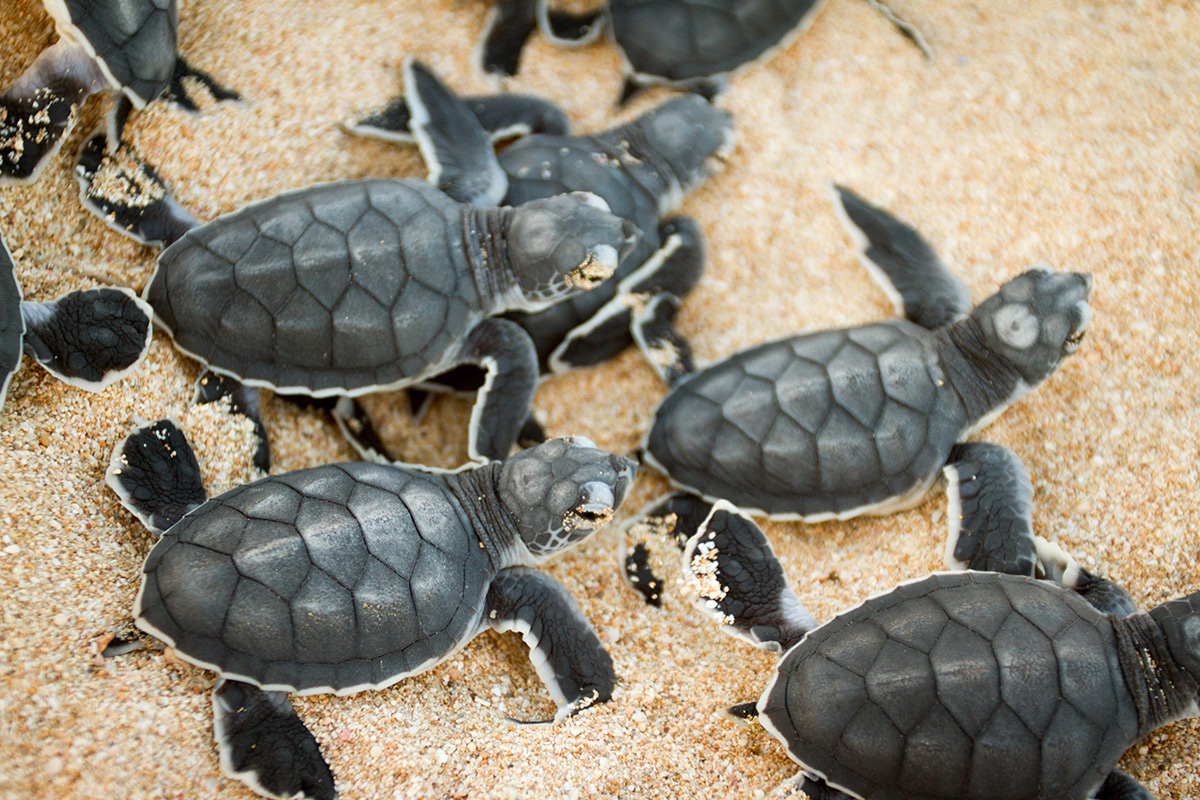 An image of green turtle hatchlings on the sand.