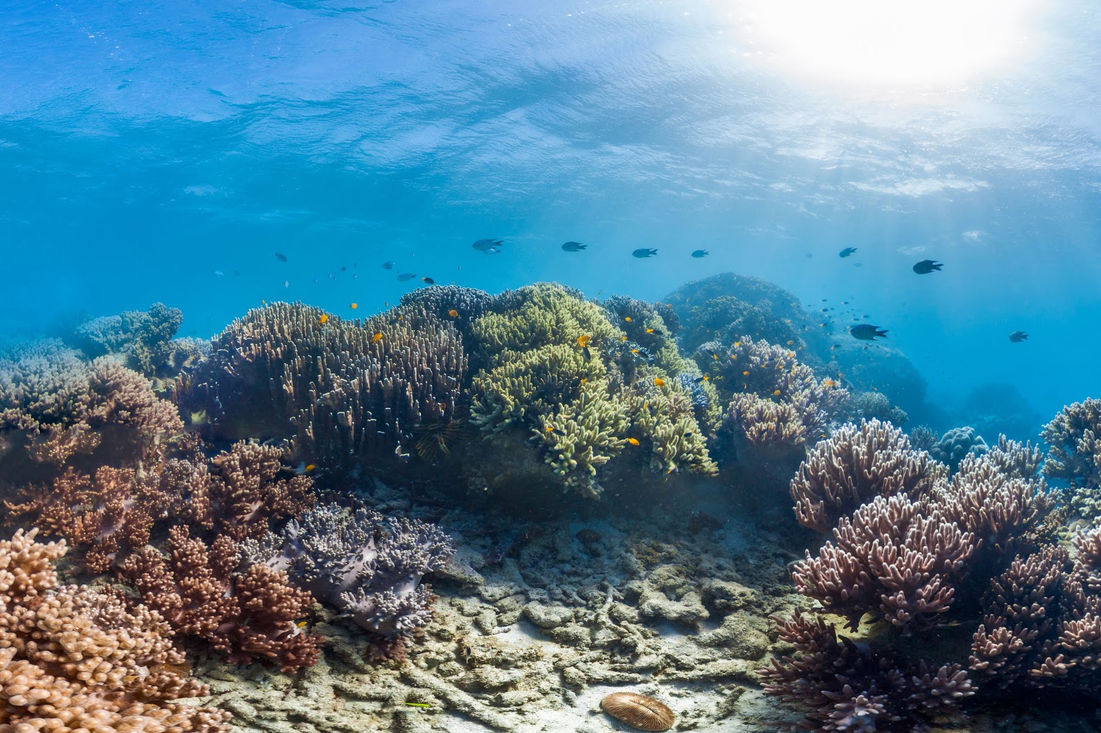 Reef Funding Welcomed | Media Release | Climate Council