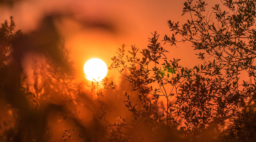 An image of a hot looking sunset through the trees.