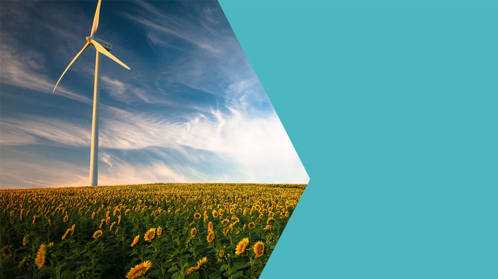 An image, half of a sunflower field with a wind turbine, the other half a pale blue.