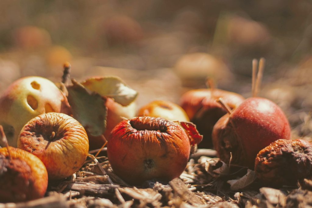 Various rotten fruits including apples decomposing among bark and leaf litter