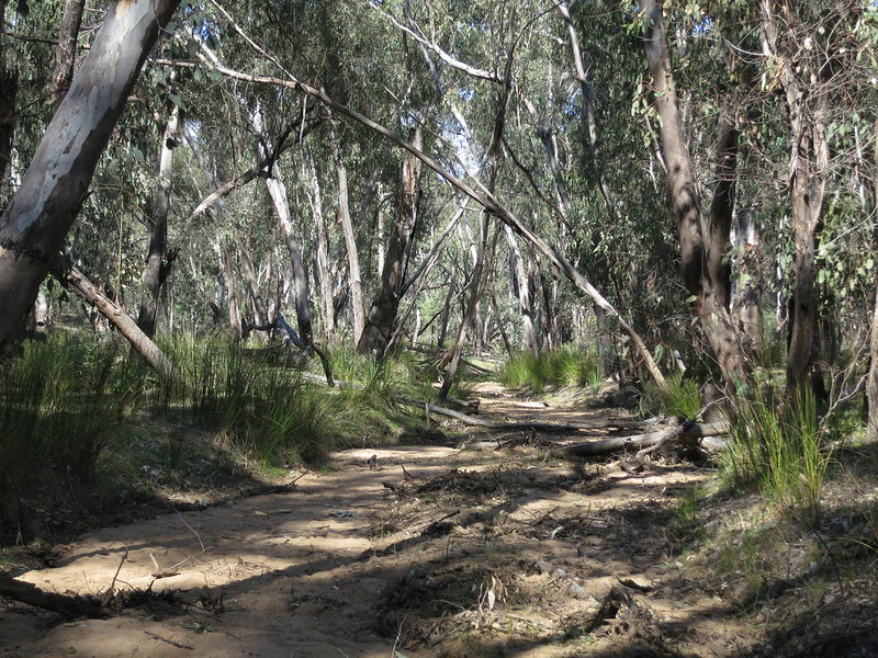 An image of the under storey of the Pilliga forest in NSW, where the Narrabri gas project is set to be built.