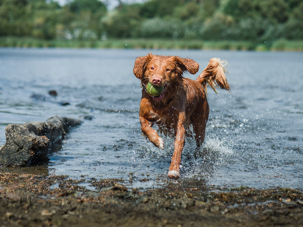 An image of a dog running through water with a ball in its mouth.