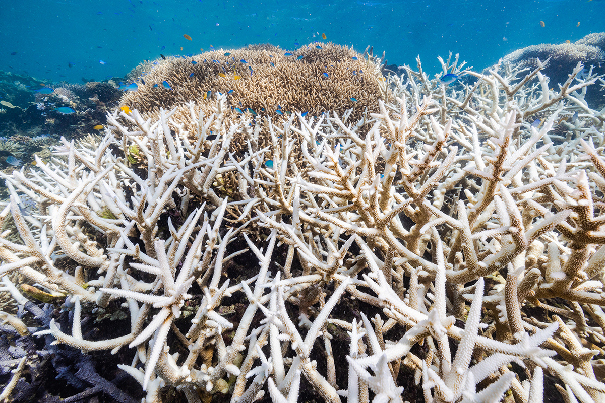 An image of a bleached coral reef in March 2022.