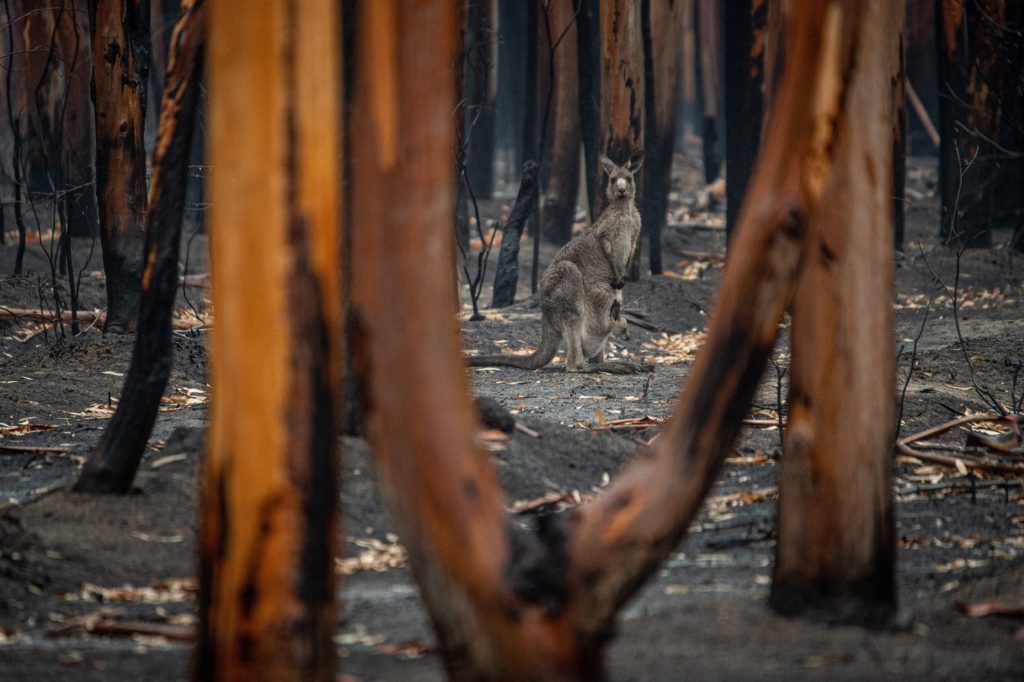 kangaroo in burnt bush