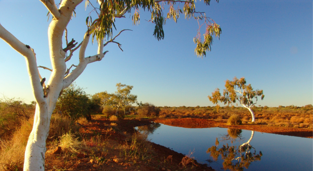 image of tree in the desert