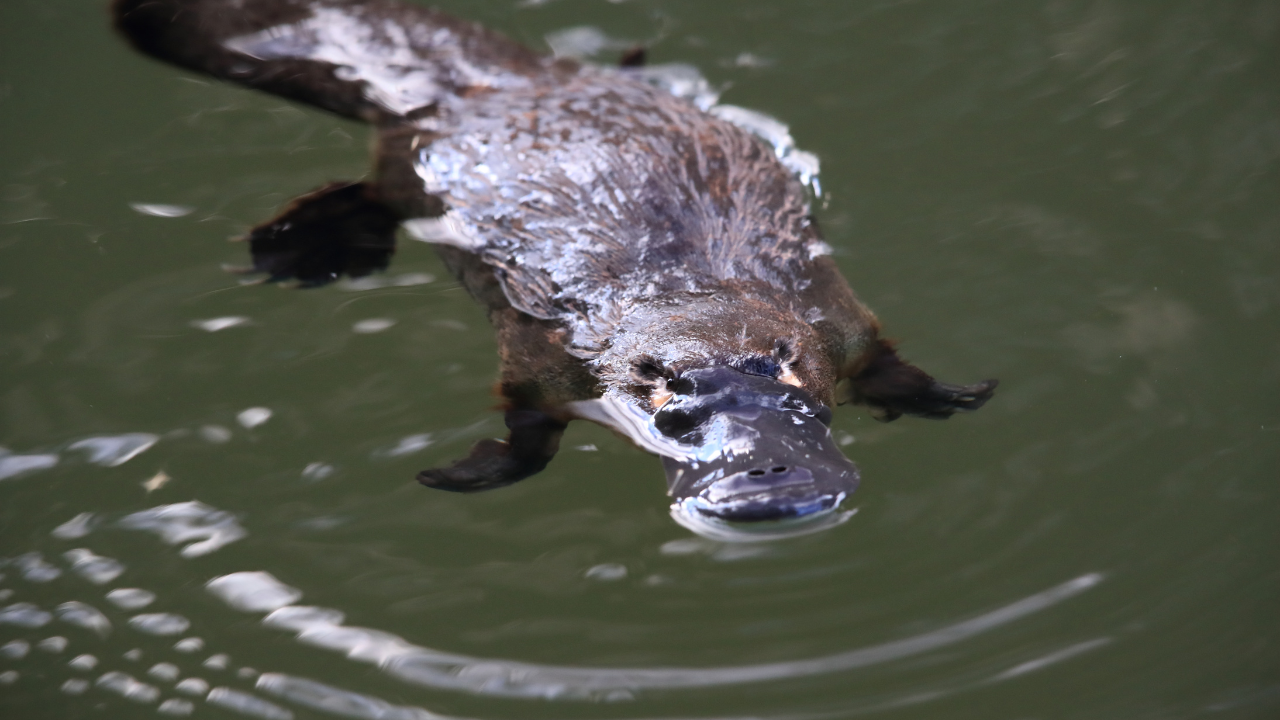 Platypus swims through water