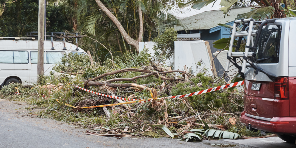 Cyclone Alfred damage - fallen trees